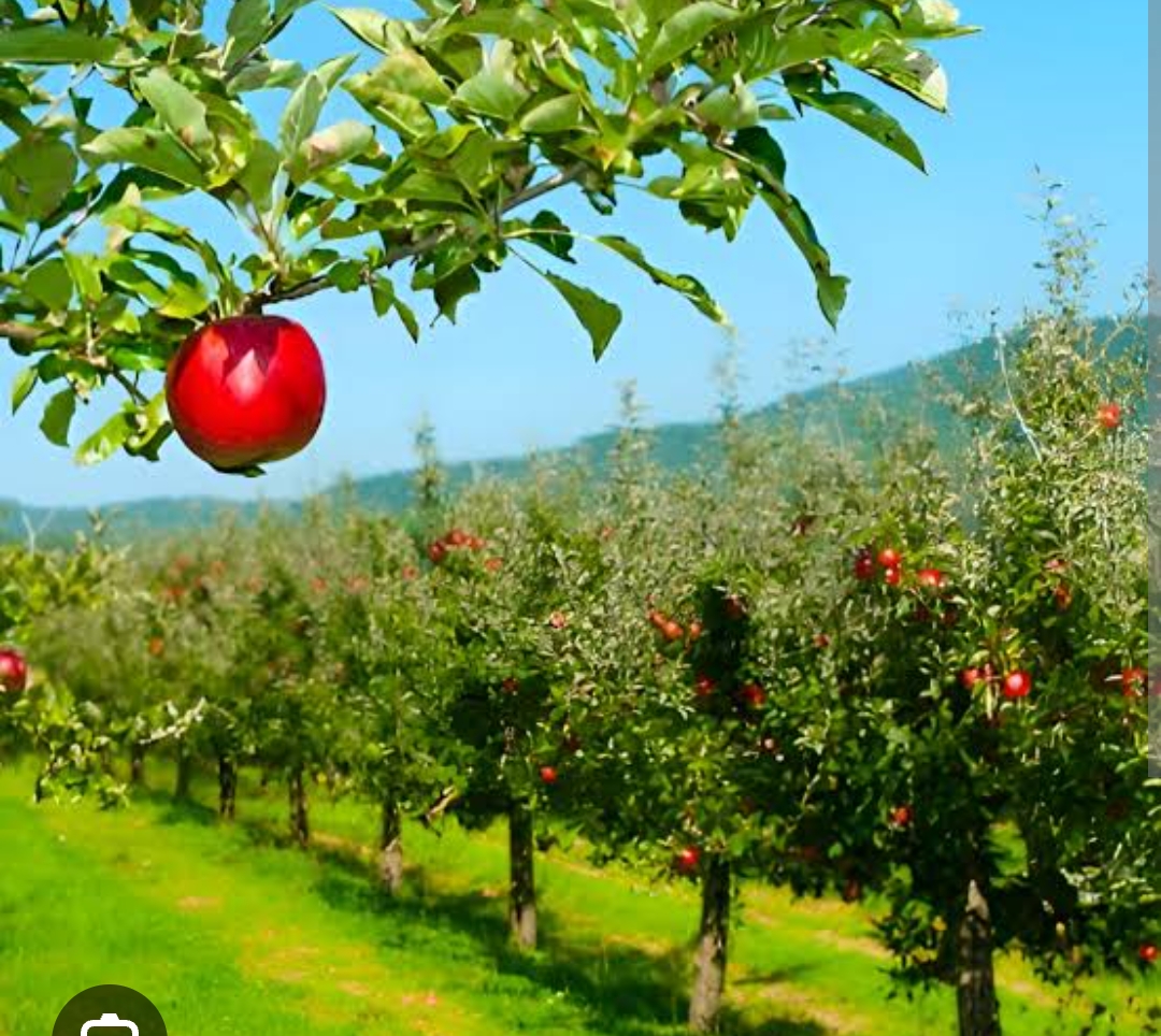 SOLEPLA — Production agricole CEAF-SARL